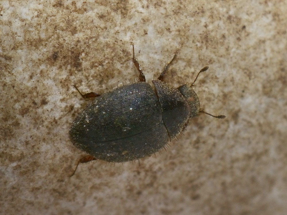 Cosa potrebbe essere? Curimopsis maritima (Byrrhidae)